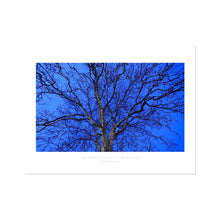 Load image into Gallery viewer, Twilight Tree II
