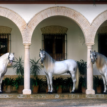 Load image into Gallery viewer, Stallions in Courtyard
